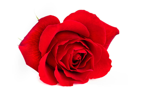 Jedna kvetoucí červená růže, detailní záběr, izolované na bílém pozadí - Fotografie, Obrázek