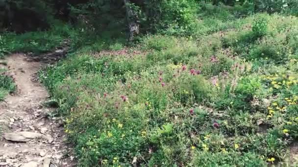 Erilaisia luonnonvaraisia kukkia Alppien niityillä vuorilla. Korkealla sijaitsevat kasvit, Georgia, Svaneti. - Materiaali, video