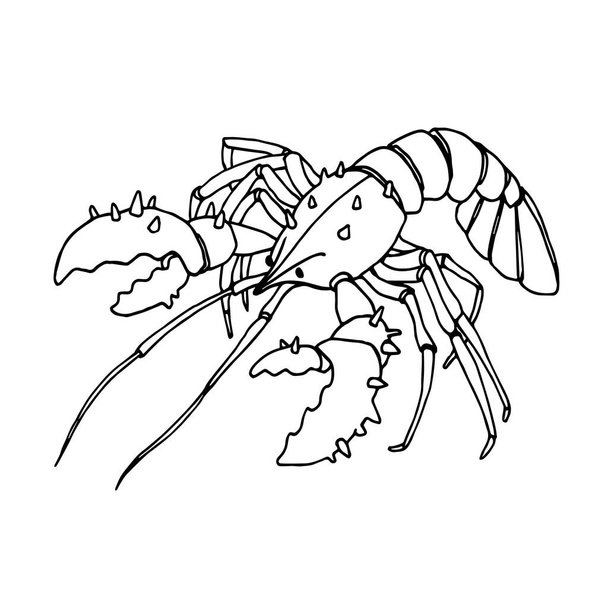 spiky lobster with claws, delicious seafood, for menu decoration, vector illustration with black ink contour lines isolated on white background in doodle & hand drawn style - Διάνυσμα, εικόνα