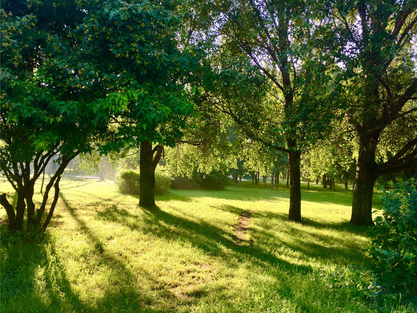Le soleil du matin illumine la forêt verte dans le jardin public. La lumière du soleil tombe sur une route forestière dans le parc.   - Photo, image