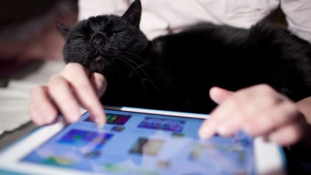 Frau mit Katze mit Touchpad - Filmmaterial, Video
