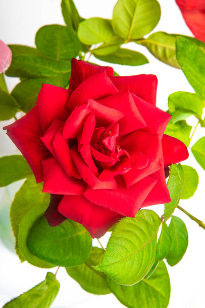 lähikuva yhden punainen ruusu samettinen terälehdet täydessä kukassa ympäröivät vihreät lehdet. - Valokuva, kuva