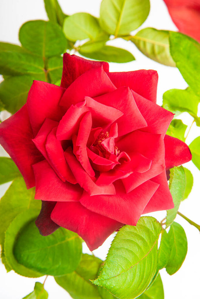 A close-up of single red rose with velvety petals in full bloom surrounded by green leaves. - Photo, Image