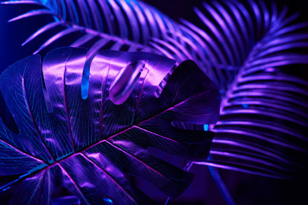 Kreatywny fioletowy układ liści tropikalnych. - Zdjęcie, obraz