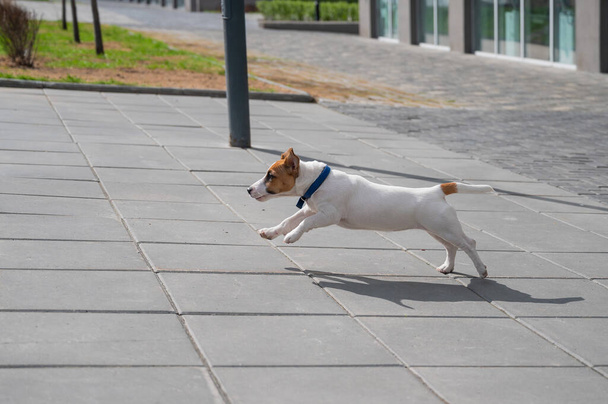 Puppy Jack Russell Terrier runs on the sidewalk. A little funny dog in a blue collar plays while walking. The perfect companion. Smart pet. - Valokuva, kuva