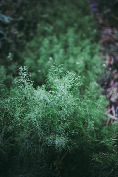 Eneldo joven verde fresco en el jardín al atardecer - Foto, Imagen