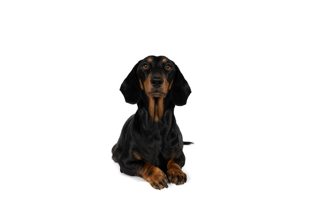 Портрет чорної і засмаглої собаки, що лежить ізольовано на білому тлі
 - Фото, зображення