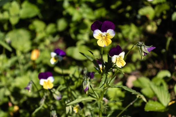 Фиолетовый с фиолетовыми и желтыми цветками, растущими в саду. - Фото, изображение