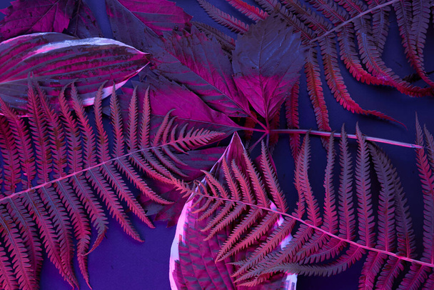 Tropical leaf forest glow in the black light background. High contrast. - 写真・画像