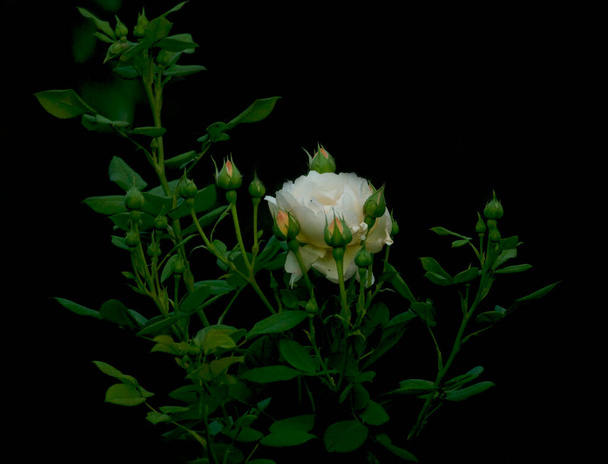 Bush with a white rose and buds on a dark background - Photo, Image