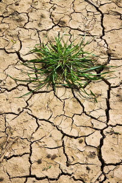 Güneş tarafından yakılan verimsiz topraklar: kıtlık ve yoksulluk kavramı - Fotoğraf, Görsel