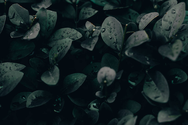 Tmavé přirozené pozadí malých ostrých listů s kapkami vody na nich. Bujná jarní vegetace po silném dešti - Fotografie, Obrázek