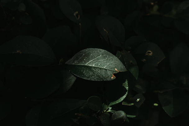 Σκοτεινή φύση φόντο πλούσια βλάστηση την άνοιξη. Υγρά φρέσκα δασικά φυτά σε συνθήκες χαμηλού φωτισμού. Όμορφη υφή φύλλου με λεπτομέρεια - Φωτογραφία, εικόνα