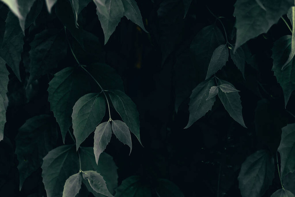 Dark nature background of green branches with sharp leaves. Lush forest or garden vegetation of fresh spring plants - Φωτογραφία, εικόνα