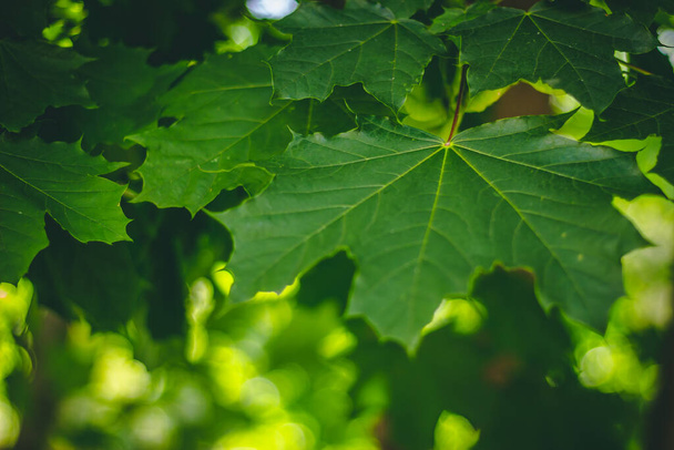 Fresh green maple leaf in the spring. Natural background of lush vegetation in forests, parks or gardens. Beautiful seasonal flora with detailed texture - Photo, Image