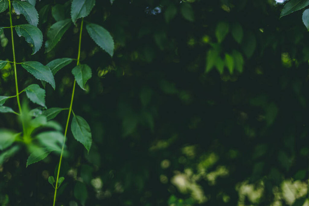 コピースペース付きのギザギザの葉を持つ小さな小枝の暗い自然背景。低光条件下での緑豊かな森や庭の植生。有機野生のハーブ - 写真・画像