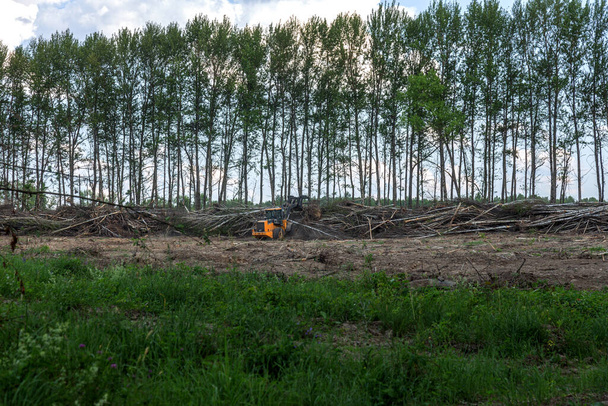 Obszar nielegalnego pozyskiwania drewna. Lasy Wylesianie ludzi powoduje globalne ocieplenie. Wycinanie lasów, niszczenie lasów liściastych - Zdjęcie, obraz