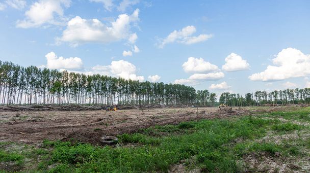 Gebiet des illegalen Holzeinschlags. Die Abholzung von Wäldern durch den Menschen verursacht die globale Erwärmung. Entwaldung, Zerstörung von Laubwäldern - Foto, Bild