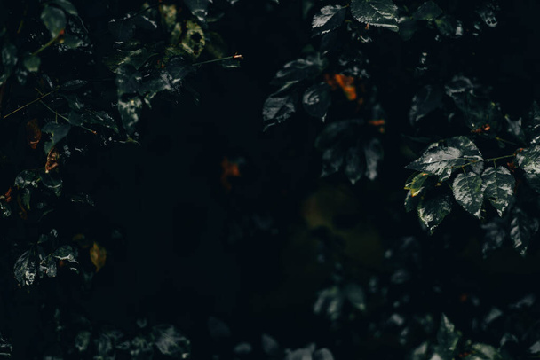 Donkere natuur achtergrond van scherpe kleine bladeren met kopieerruimte. Weelderige tropische vegetatie met gedetailleerde planten in zwak licht - Foto, afbeelding