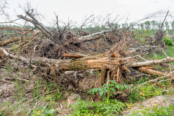Laiton puunkorjuu. Metsät Metsien hävittäminen ihmiset aiheuttavat ilmaston lämpenemistä. Metsäkato, lehtimetsien tuhoutuminen - Valokuva, kuva