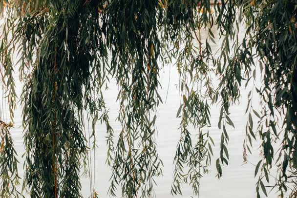 Paju puun oksat tuoreita ja teräviä lehtiä roikkuu yli järven pinnan. Kaunis ja rehevä kasvillisuus lähellä vesivirtaa - Valokuva, kuva