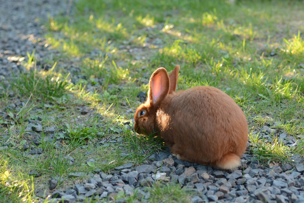 Un pequeño conejo de jengibre está sentado sobre los escombros entre pequeños guijarros y comiendo hierba verde en un día de verano. Lindo conejito rojo en el sol sobre hierba verde
. - Foto, Imagen