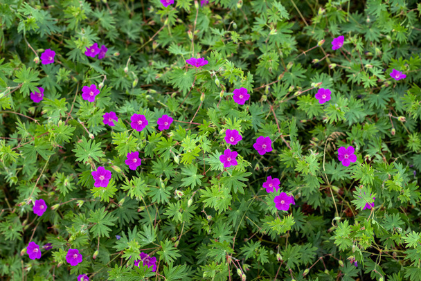 Purple geranium flowers in the summer garden. - Photo, Image