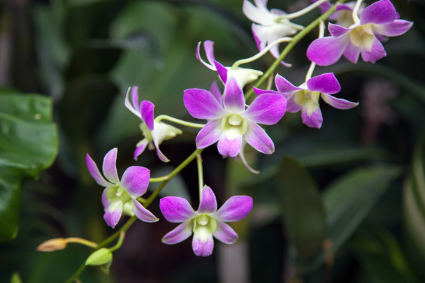 Орхидея в Сингапуре
 - Фото, изображение