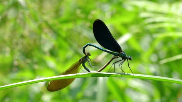 Mating of blue male and green-brown female Dragonflies in romantic bodies heart shape (Calopteryx splendens) - Footage, Video