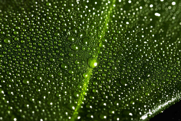 Yeşil yaprağın üzerine su damlaları ve çizgili arka plan. Doğal yeşil arkaplan, makro. - Fotoğraf, Görsel