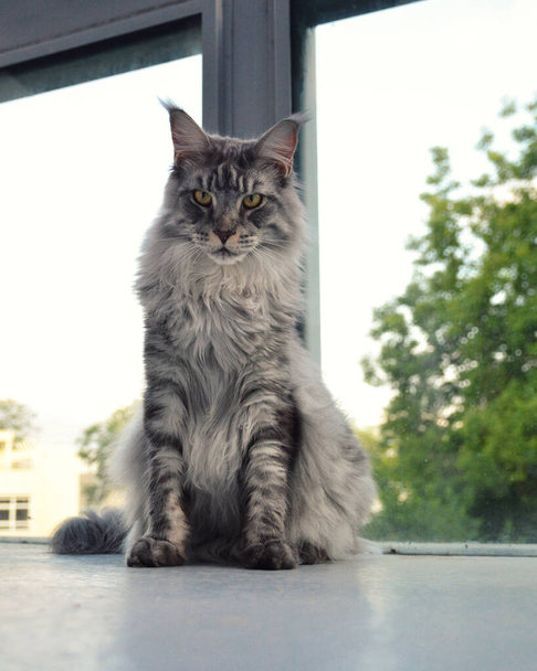  A magnificent maine coon silver. It is a large breed of cat with a beautiful fur. - Photo, Image