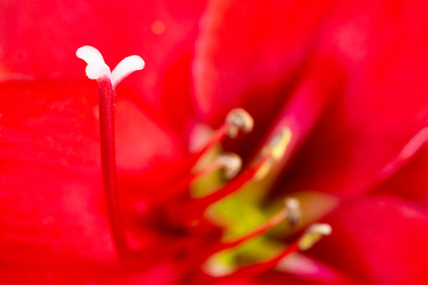 選択的焦点の非常に浅い深さで満開の赤いアマリリスの花のマクロショットまたは極端なクローズアップ. - 写真・画像