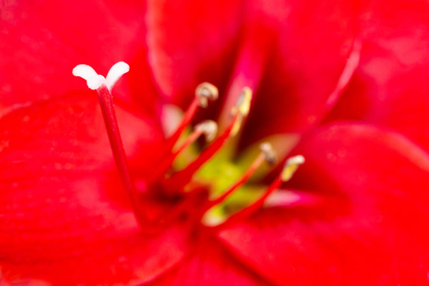 選択的焦点の非常に浅い深さで満開の赤いアマリリスの花のマクロショットまたは極端なクローズアップ. - 写真・画像