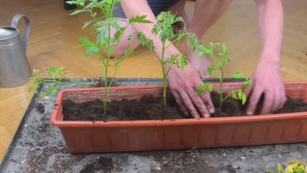 Plantando brotes de tomates. Hombre plantando tomates en casa. Manos masculinas plantando brotes de tomates dentro de la caja de ventana de plástico lleno de tierra, tiro de cerca. Hombre regando tomates en su jardín casero
 - Metraje, vídeo
