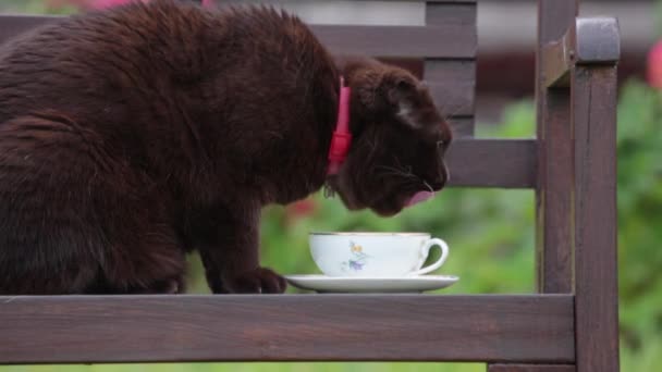 Il gatto beve il latte da una tazza di porcellana - Filmati, video
