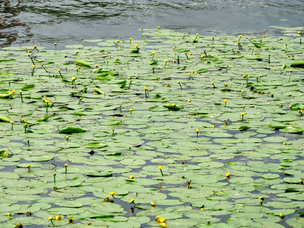 yellow water lilies and leaves on the surface of a summer river - Photo, Image