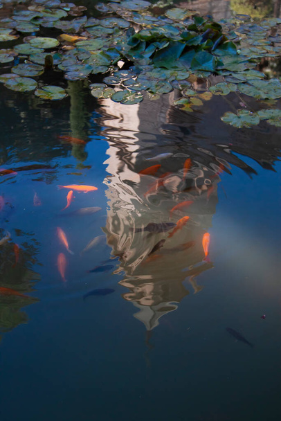 Uma imagem abstrata, mostrando o reflexo de uma torre histórica na lagoa de peixes localizada nos jardins de um lugar histórico. Koi, carpa e peixe dourado são vistos na lagoa, bem como lírios de água
.  - Foto, Imagem