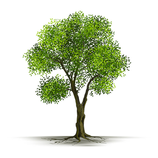 Illustration Realistic Tree Isolated on White Background - Vector. - Vector, Image