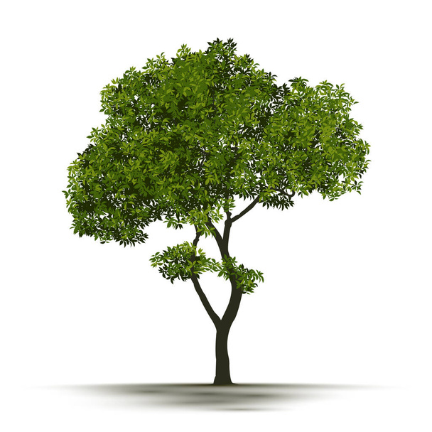 Illustration Realistic Tree Isolated on White Background - Vector. - ベクター画像