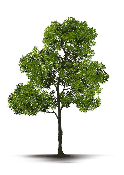 Ilustrační realistický strom izolovaný na bílém pozadí - vektor. - Vektor, obrázek