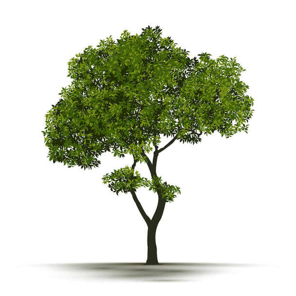 Εικονογράφηση Ρεαλιστικό δέντρο απομονωμένο σε λευκό φόντο - Διάνυσμα. - Διάνυσμα, εικόνα