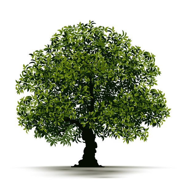 Illustratie realistische boom geïsoleerd op witte achtergrond - Vector. - Vector, afbeelding