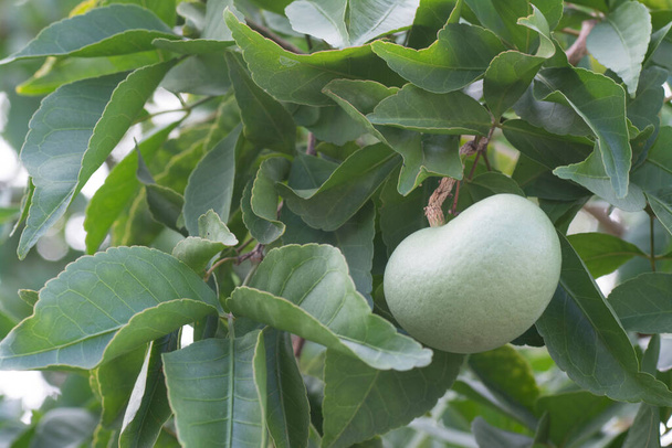 image of aegle marmelos correa fruit on the tree. - Photo, Image