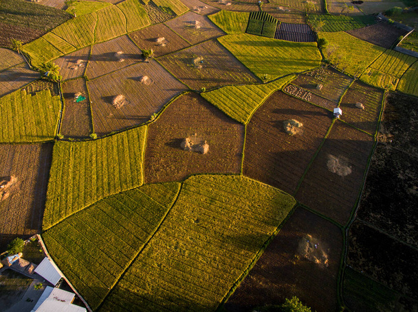 Agricultura aérea em campos de arroz, campo de arroz amarelo - Foto, Imagem