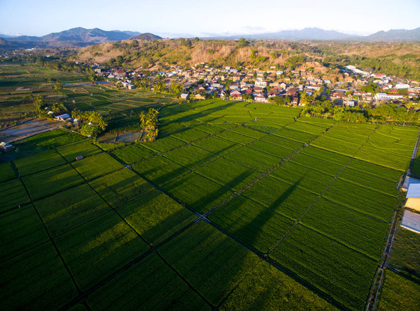 Aerial agriculture in rice fields, yellow rice field - Photo, Image