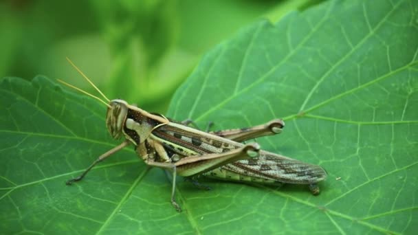 Short horned grasshopper on vibrant green plant leaf with brown camouflage. Wildlife insect locust footage. - Footage, Video