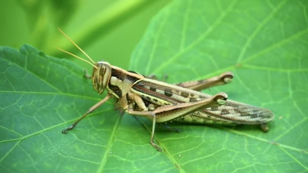 Grasshopper on vibrant green plant leaf with brown camouflage. Wildlife insect locust footage. - Footage, Video