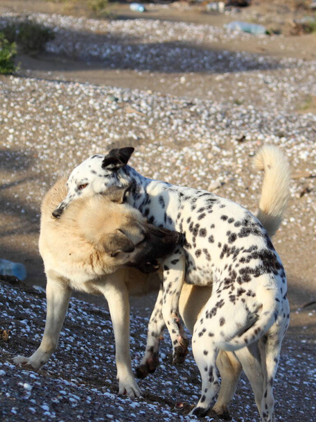 Verdwaalde honden spelen op het strand. Een dalmatiër en een retriever bijten elkaar op hetzelfde moment tijdens dit interessante misdrijf. Geïsoleerd beeld dat kan worden gebruikt voor concepten zoals verliezen - Foto, afbeelding