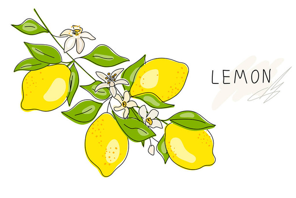 Whole lemon cut in half, slice, clipping path isolated on a white background. Set. Fresh fruits with flowers and green leaves. Citrus. Minimal style. Doodle Black line. Vector illustration - Vector, afbeelding