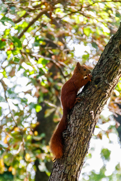 Écureuil roux ou écureuil roux d'Eurasie (Sciurus vulgaris) sur un arbre
 - Photo, image